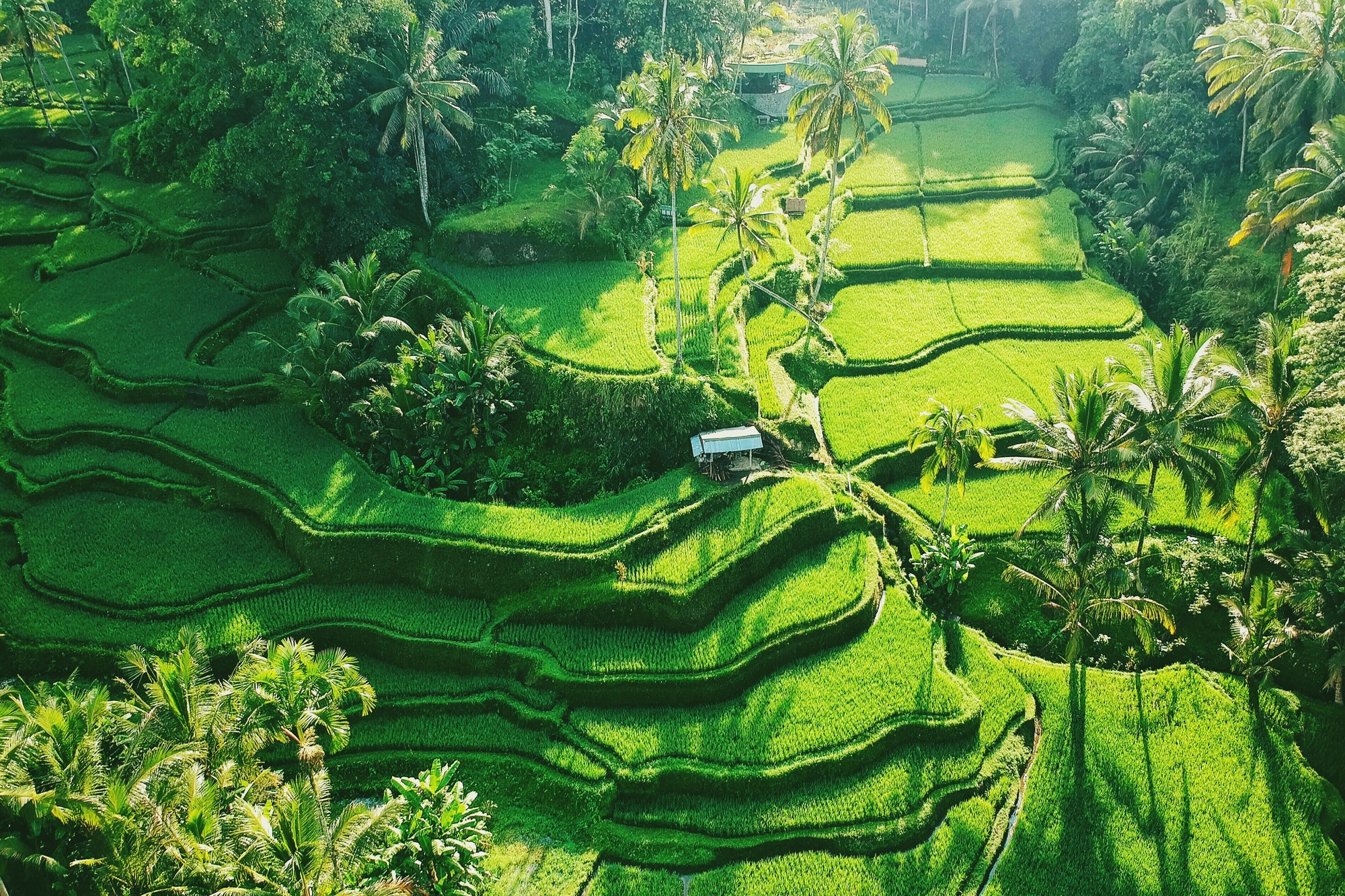 Rice Field