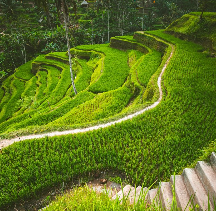 Tegalalang rice terrace in the Ubud, Bali